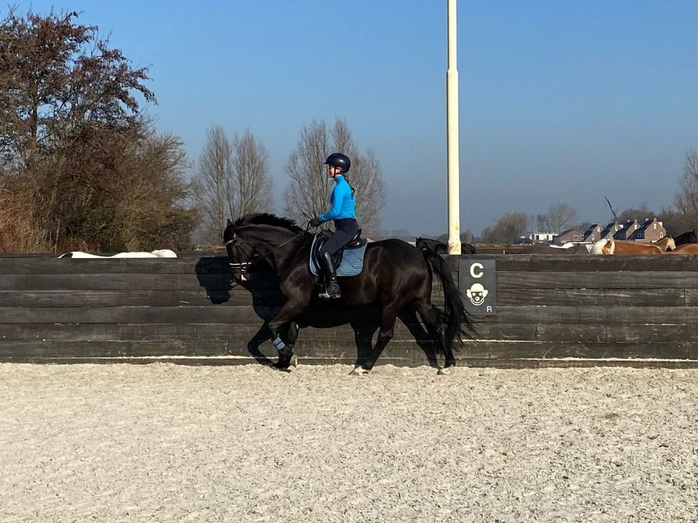 KWPN dressuurpaard Ruin 12 jaar Zwart te koop - Foto 3