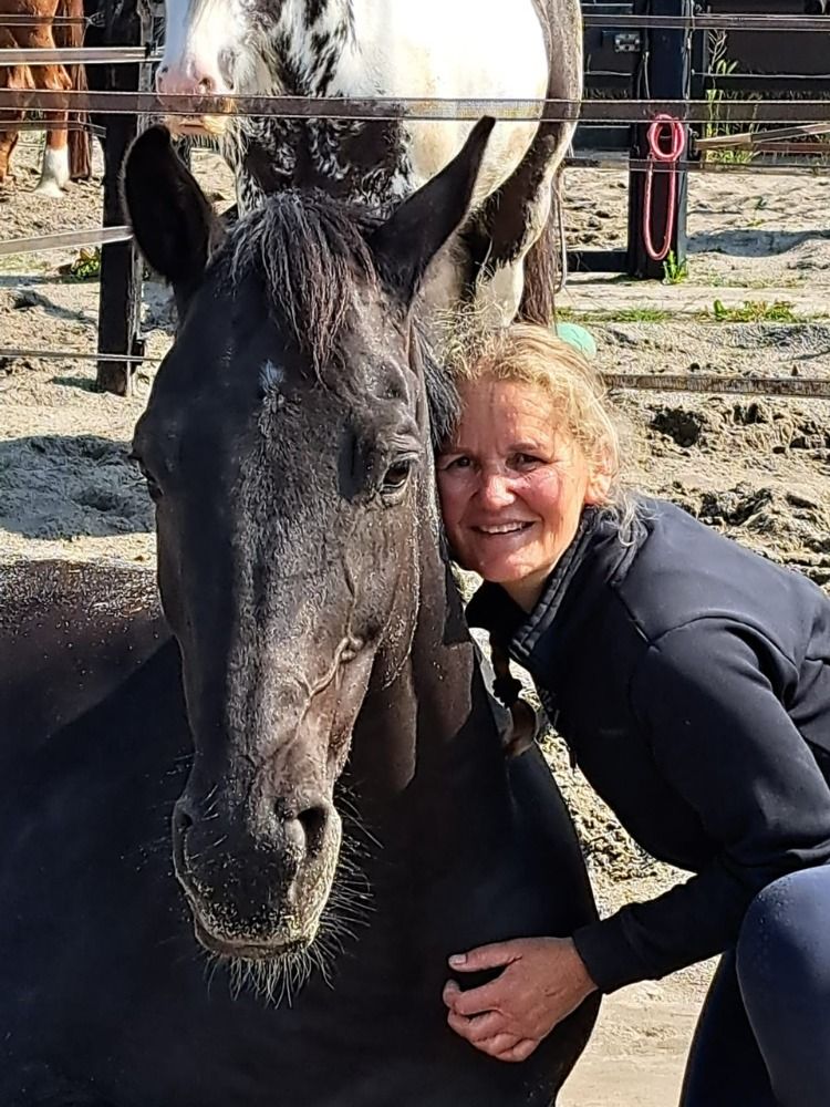 KWPN dressuurpaard Ruin 12 jaar Zwart te koop - Foto 4