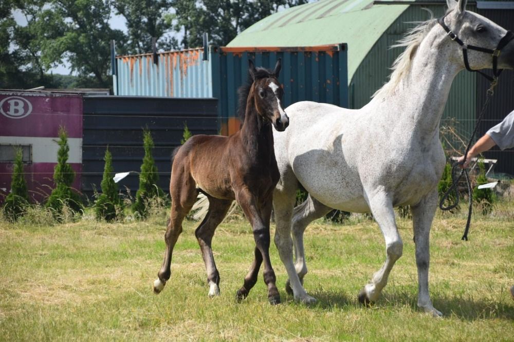 BWP springpaard Hengst Schimmel te koop - Foto 2