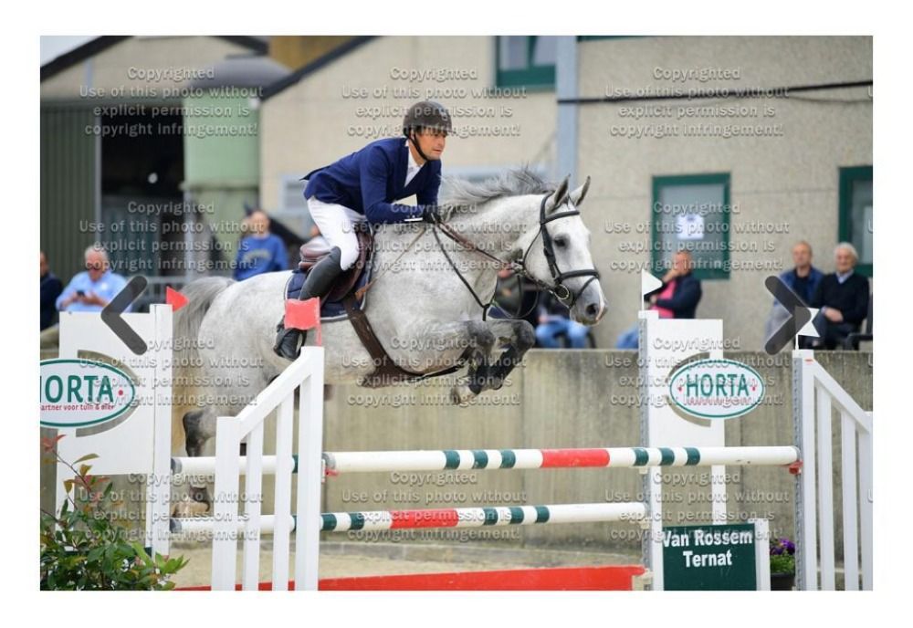 BWP springpaard Hengst Schimmel te koop - Foto 6
