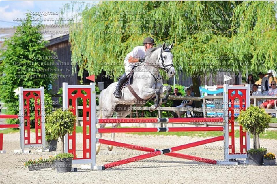 BWP springpaard Hengst Schimmel te koop - Foto 4