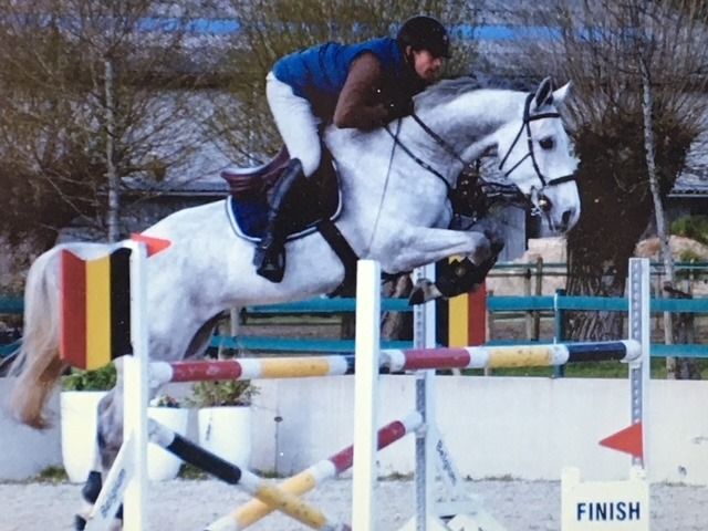 BWP springpaard Hengst Schimmel te koop - Foto 5