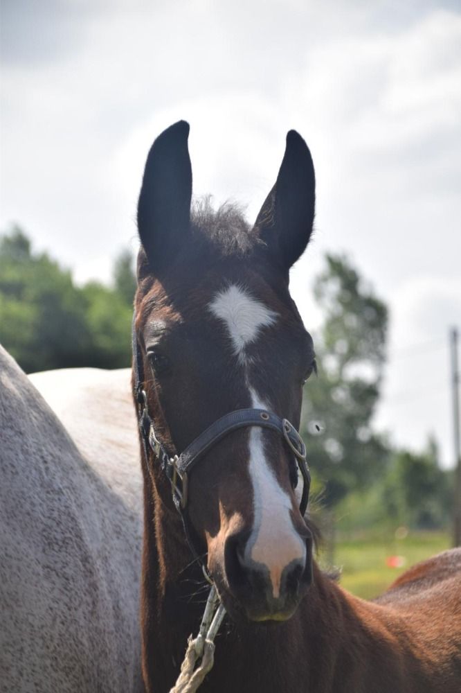 BWP springpaard Hengst Schimmel te koop - Hoofdfoto