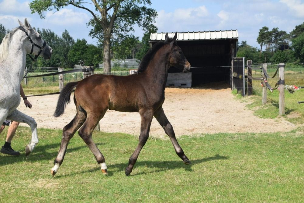 BWP springpaard Hengst Schimmel te koop - Foto 3