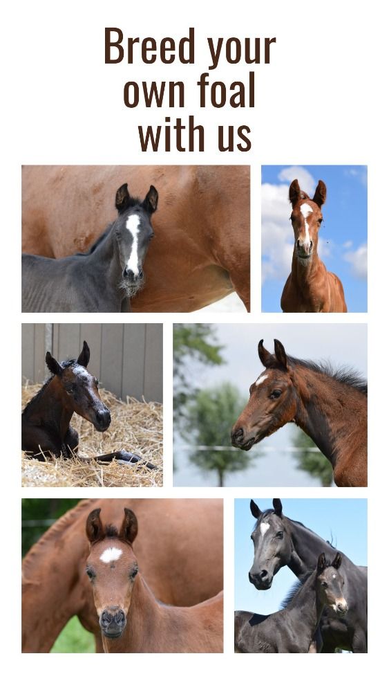 Breed your own foal with us