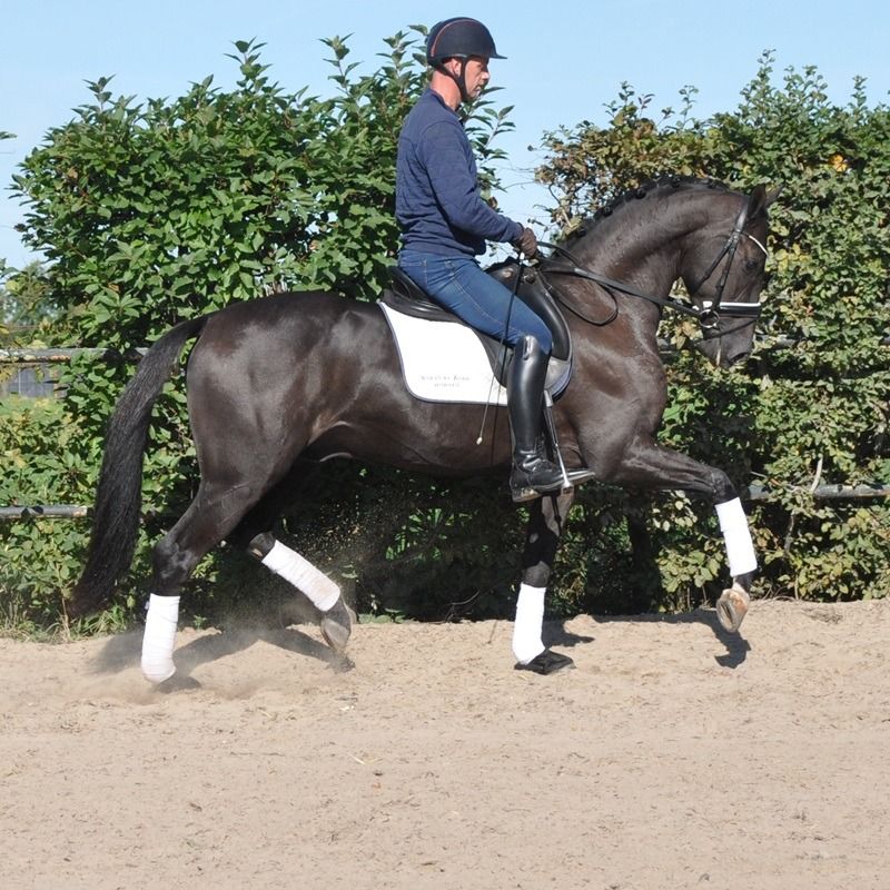KWPN dressuurpaard Ruin 3 jaar Donkerbruin te koop - Foto 2