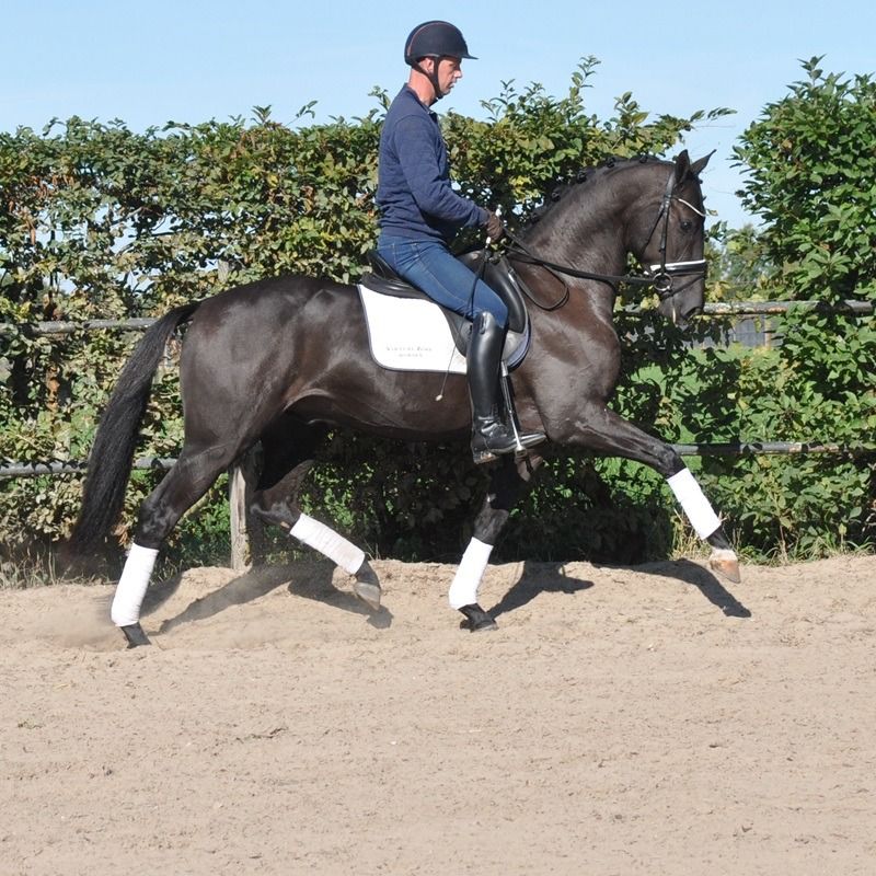 KWPN dressuurpaard Ruin 3 jaar Donkerbruin te koop - Foto 3