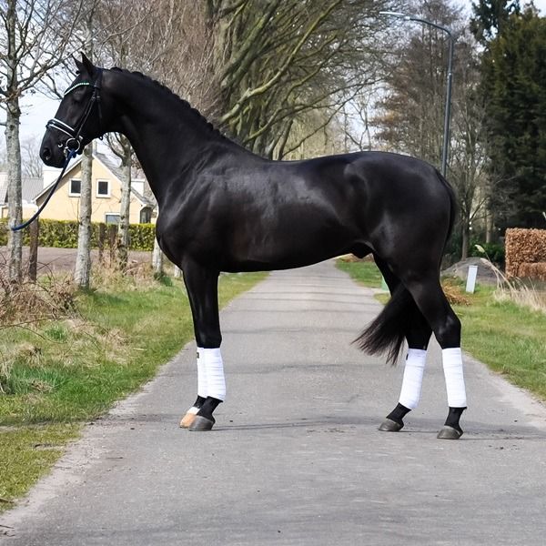 KWPN dressuurpaard Ruin 3 jaar Donkerbruin te koop - Hoofdfoto