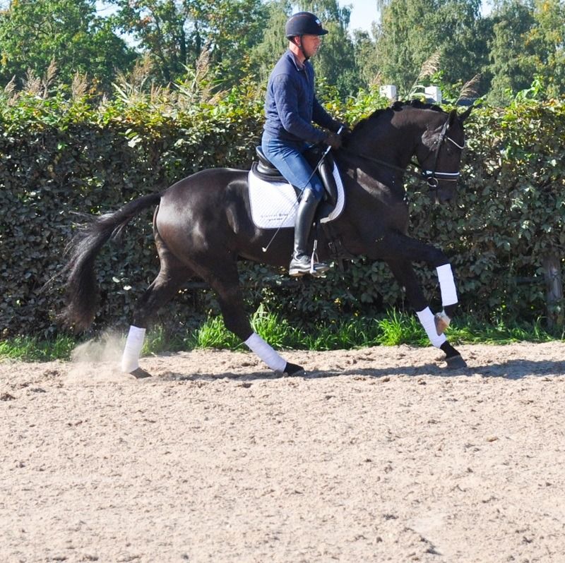 KWPN dressuurpaard Ruin 3 jaar Donkerbruin te koop - Foto 6