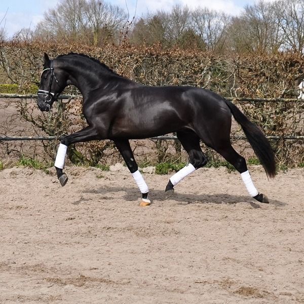 KWPN dressuurpaard Ruin 3 jaar Donkerbruin te koop - Foto 5
