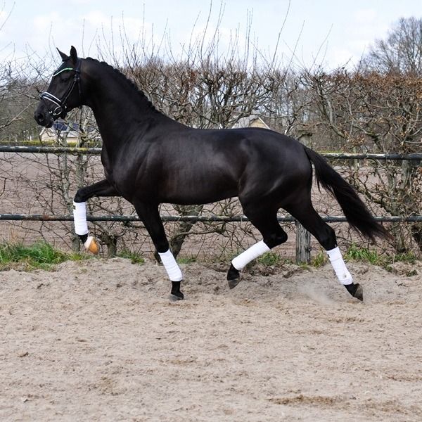 KWPN dressuurpaard Ruin 3 jaar Donkerbruin te koop - Foto 4