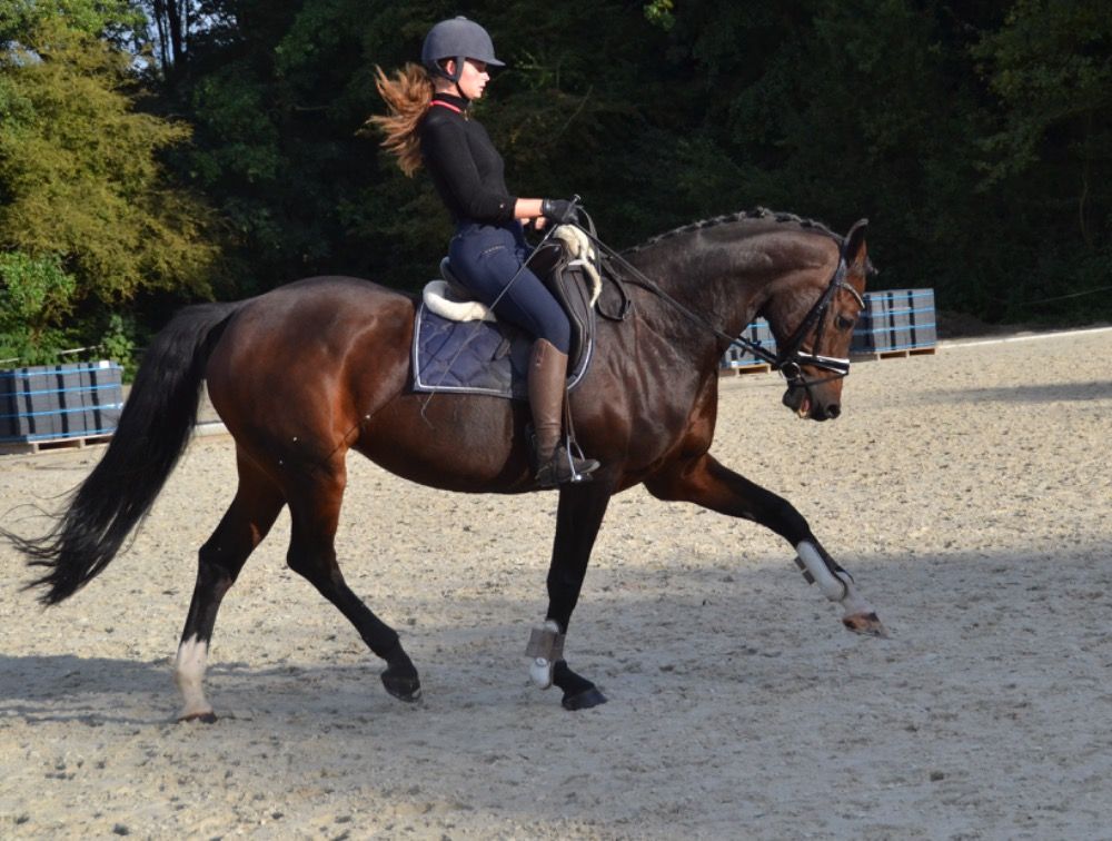 KWPN paard Merrie 19 jaar Bruin te koop - Foto 3