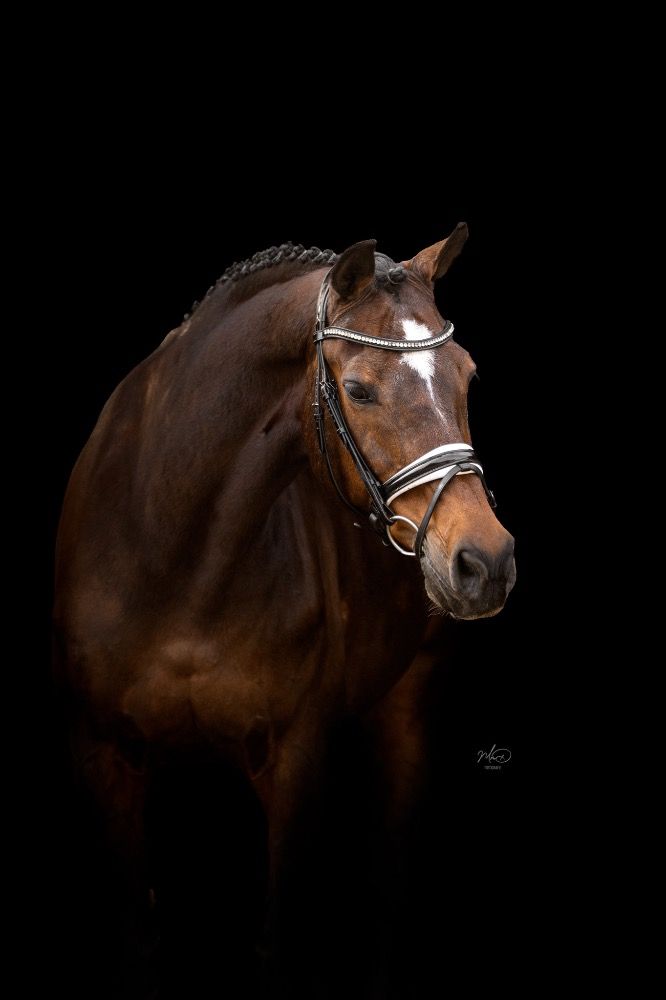 Lief en hardwerkend paard te koop