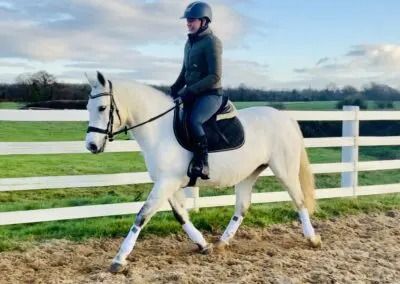 Connemara allround-pony Merrie 5 jaar Schimmel te koop - Foto 4