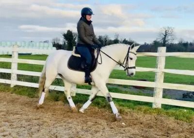 Connemara allround-pony Merrie 5 jaar Schimmel te koop - Foto 5