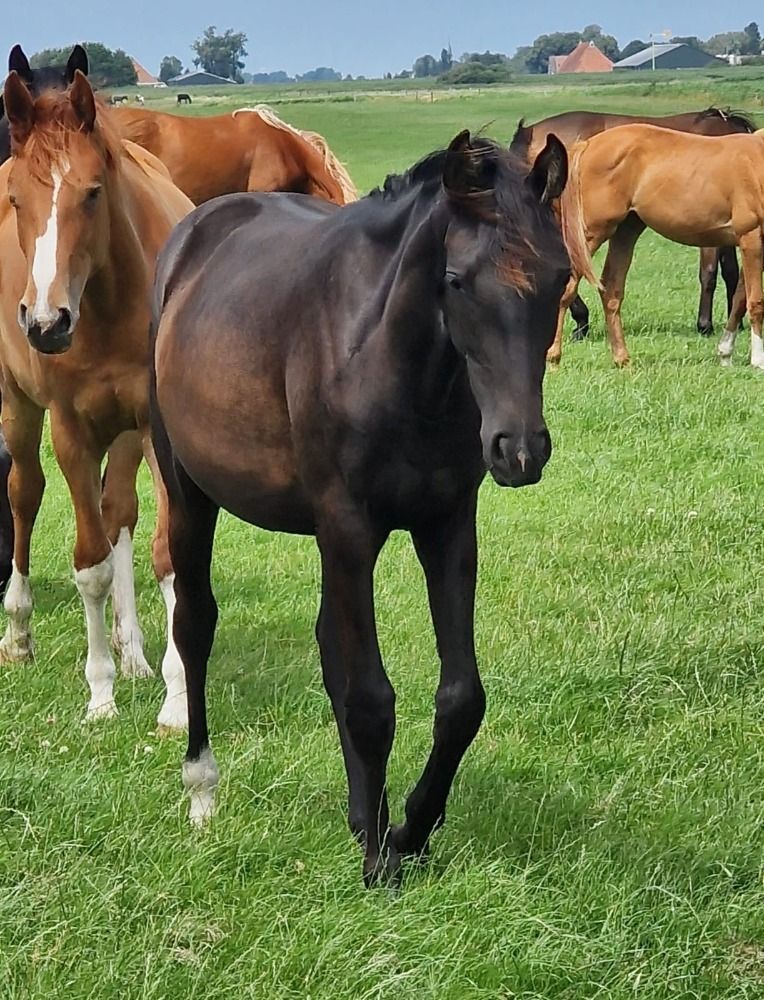KWPN dressuurpaard Merrie 1 jaar Zwart te koop - Foto 3