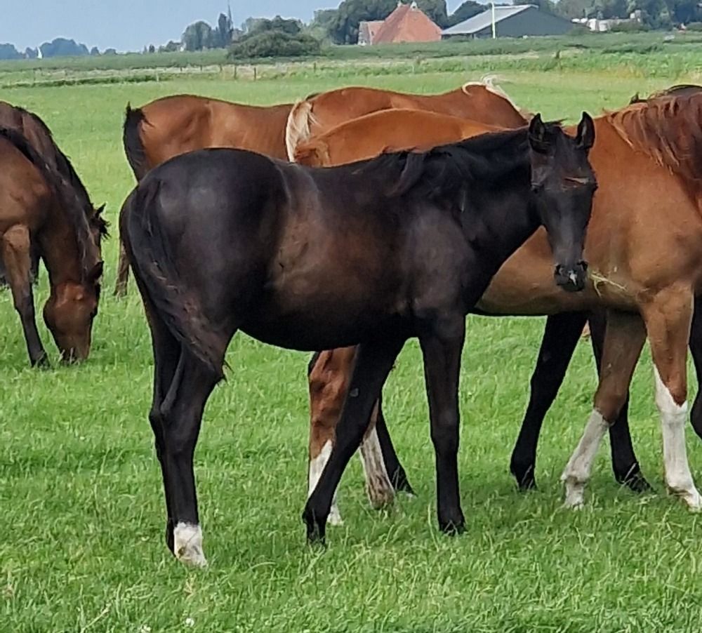KWPN dressuurpaard Merrie 1 jaar Zwart te koop - Foto 2
