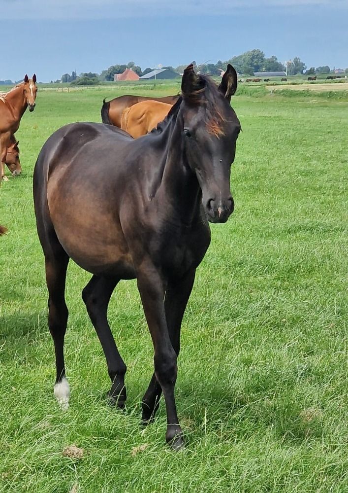 KWPN dressuurpaard Merrie 1 jaar Zwart te koop - Foto 6