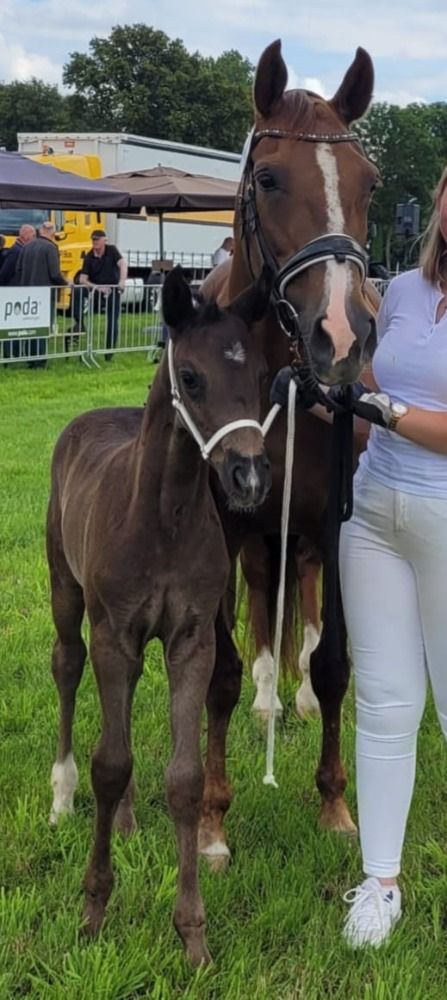 KWPN dressuurpaard Merrie 1 jaar Zwart te koop - Foto 5