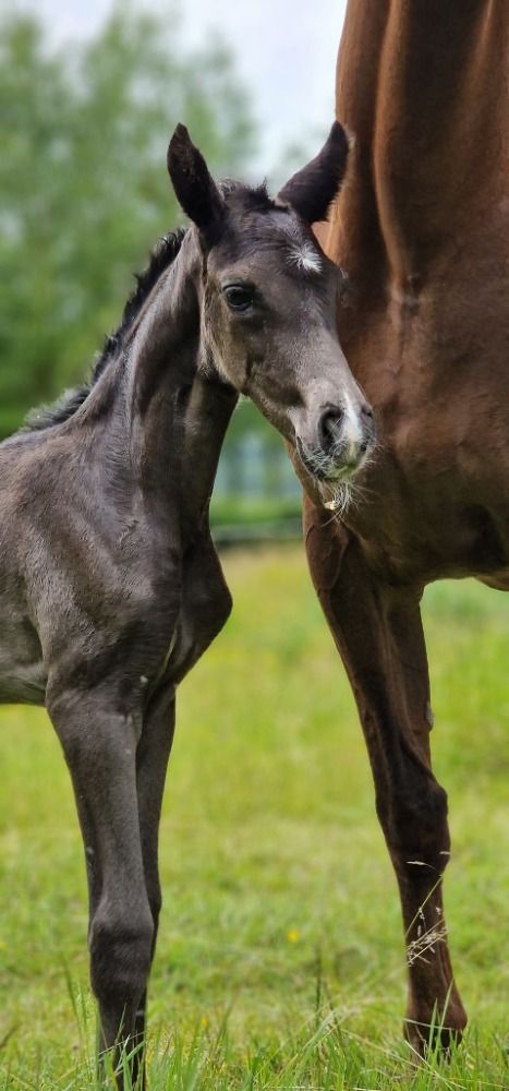 KWPN dressuurpaard Merrie 1 jaar Zwart te koop - Foto 4