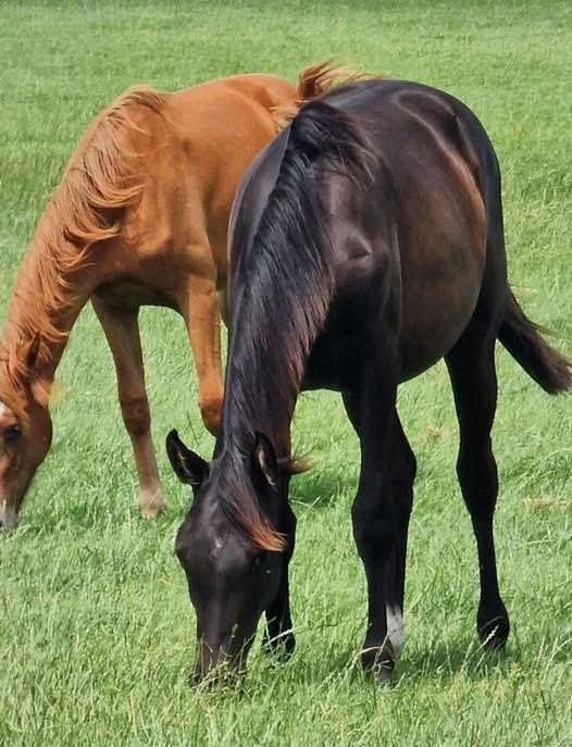 KWPN dressuurpaard Merrie 1 jaar Zwart te koop - Hoofdfoto