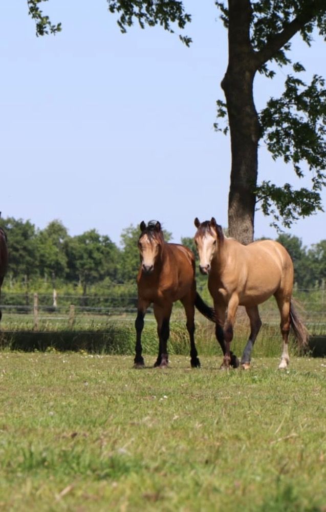 Zangersheide springpaard Merrie 3 years old Donkerbruin for sale - Main photo