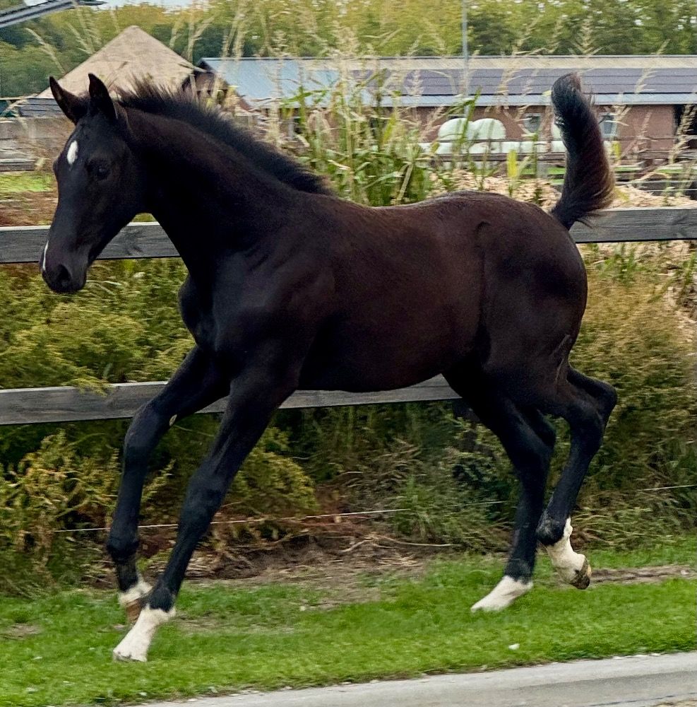 KWPN dressuurpaard Zwart te koop - Foto 4