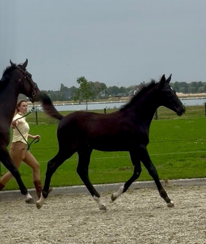 KWPN dressuurpaard Zwart te koop - Hoofdfoto