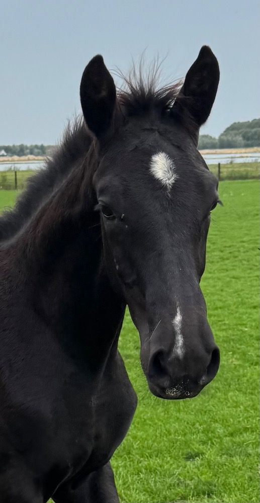 KWPN dressuurpaard Zwart te koop - Foto 2