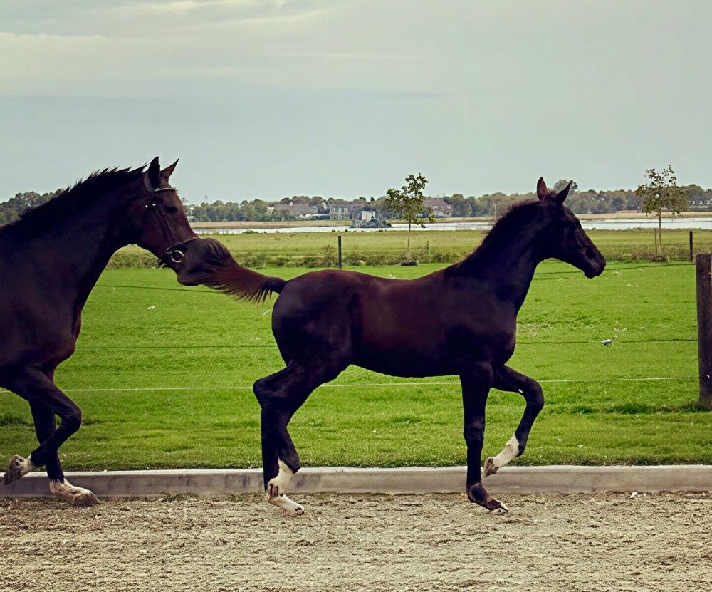 KWPN dressuurpaard Zwart te koop - Foto 3
