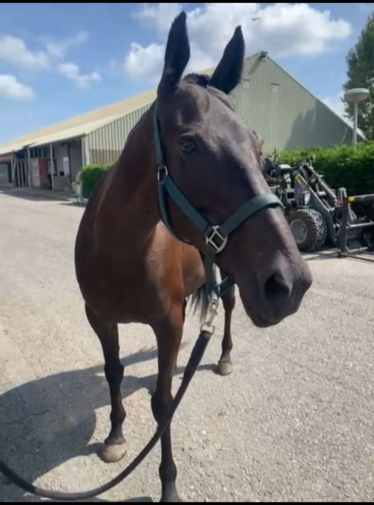 Iers sportpaard allrounder Merrie 14 jaar Donkerbruin te koop - Foto 2