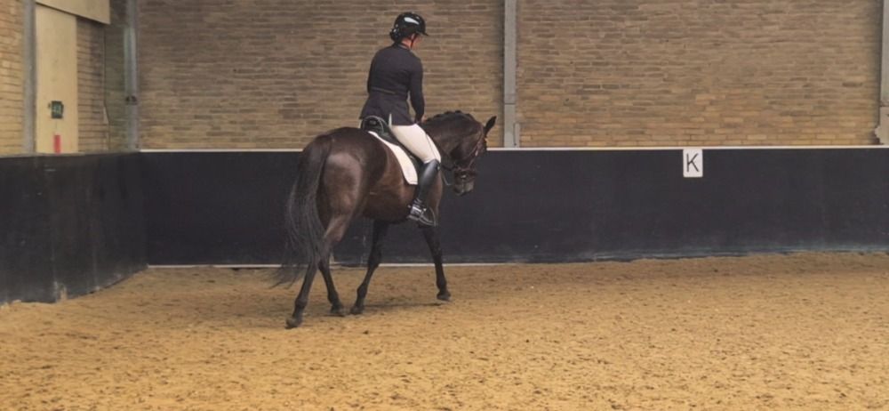 Iers sportpaard allrounder Merrie 14 jaar Donkerbruin te koop - Foto 5