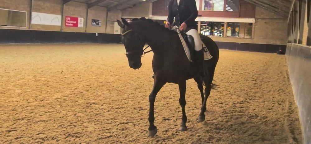 Iers sportpaard allrounder Merrie 14 jaar Donkerbruin te koop - Foto 3