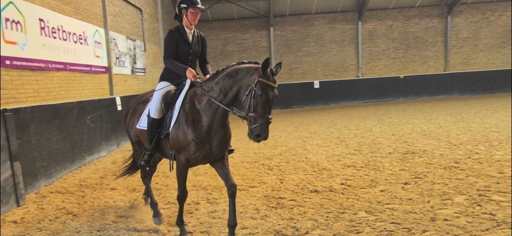 Iers sportpaard allrounder Merrie 14 jaar Donkerbruin te koop - Foto 4
