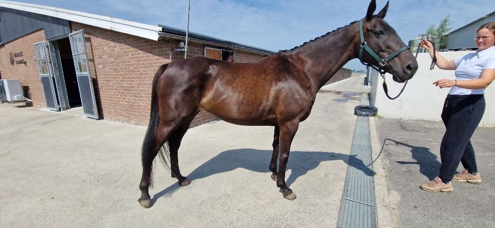 Iers sportpaard allrounder Merrie 14 jaar Donkerbruin te koop - Foto 6