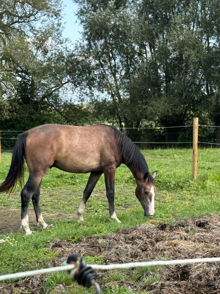 HENGST 2023 CARIBIS Z x TALOUBET Z x CASSINI I