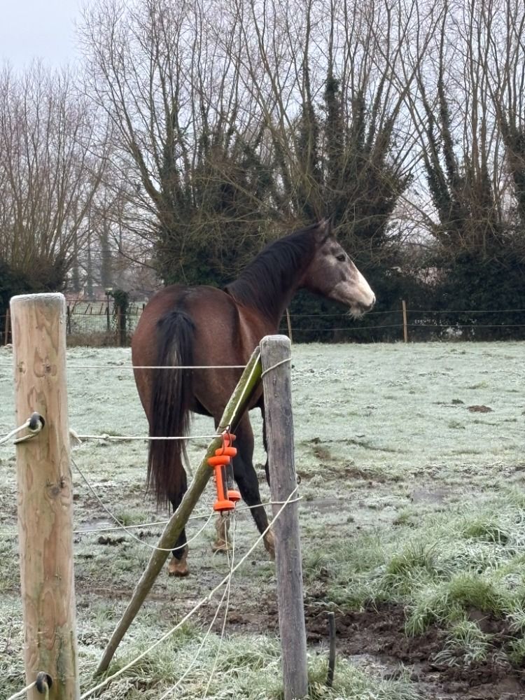 Ander stamboek springpaard Hengst 2 jaar Schimmel te koop - Foto 3