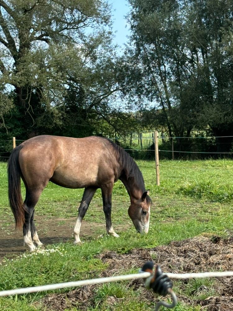 Ander stamboek springpaard Hengst 2 jaar Schimmel te koop - Foto 2