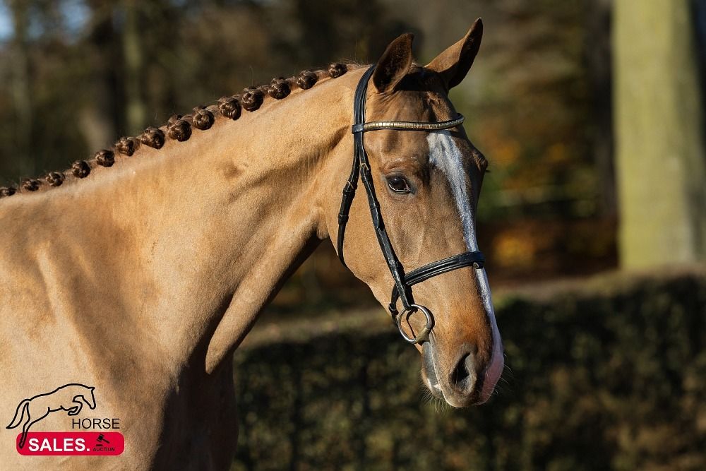 KWPN springpaard Ruin 3 years old Vos for sale - Photo 3