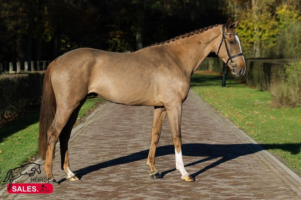 KWPN springpaard Ruin 3 years old Vos for sale - Photo 2