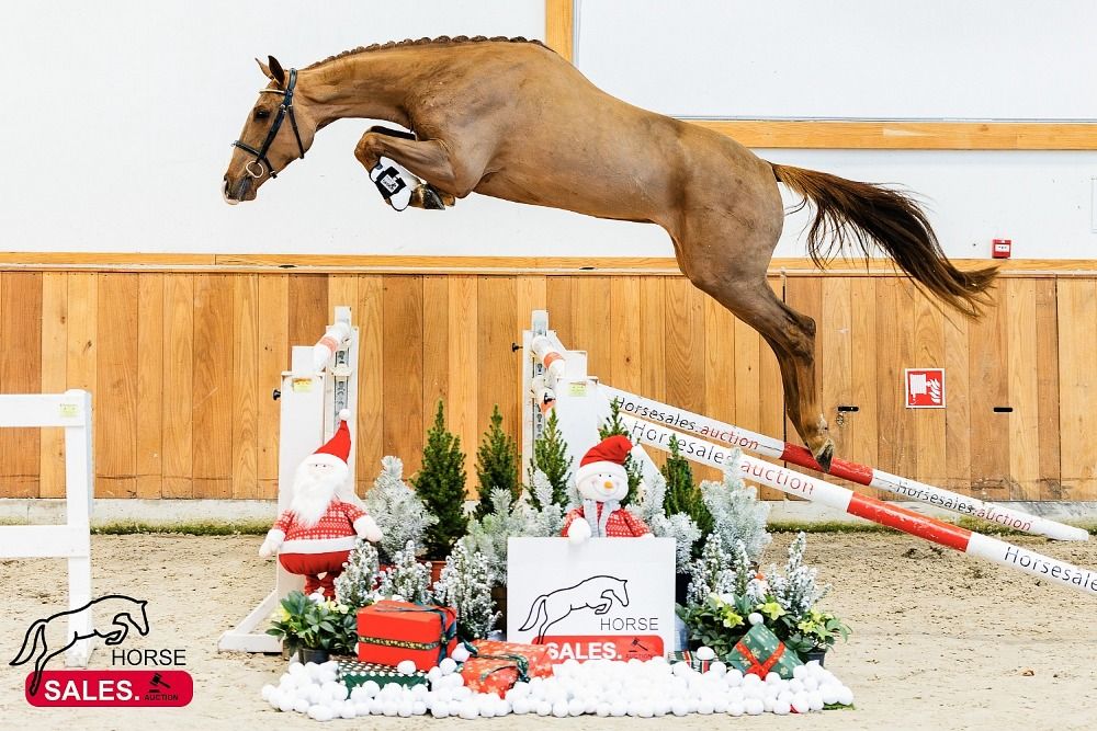 KWPN springpaard Ruin 3 years old Vos for sale - Photo 5