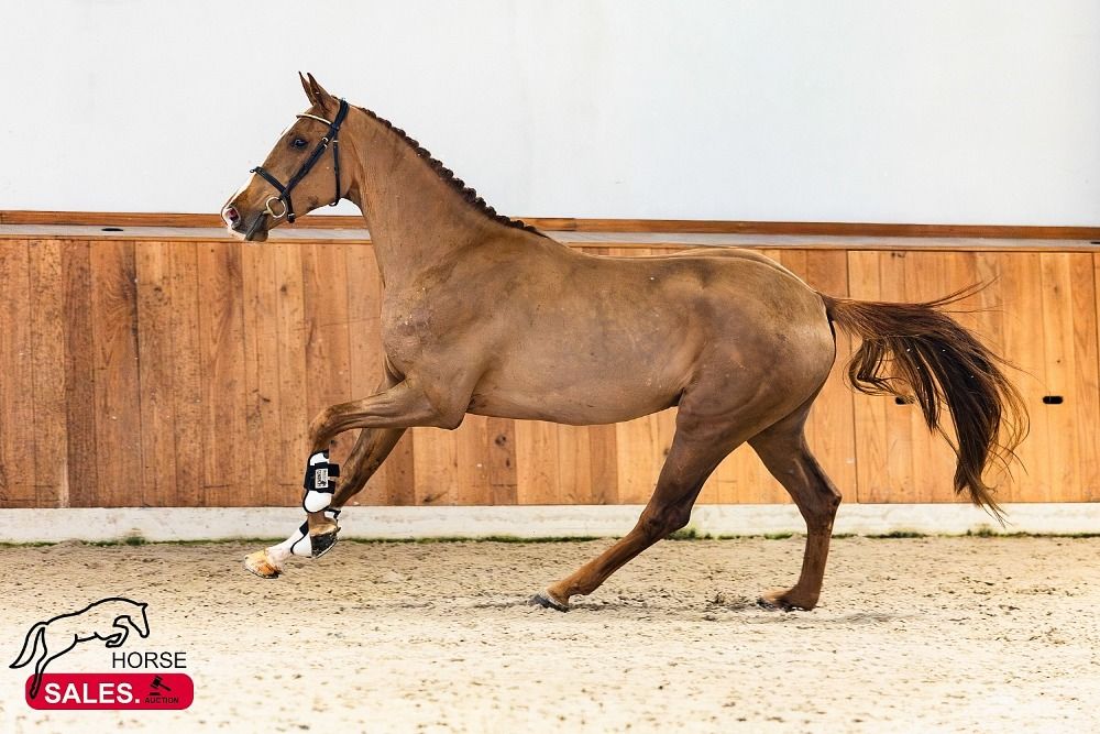 KWPN springpaard Ruin 3 years old Vos for sale - Photo 4