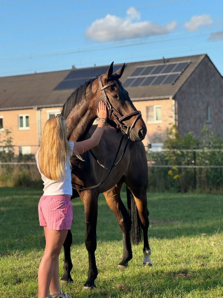 Zangersheide springpaard Ruin 6 years old Donkerbruin for sale - Photo 3
