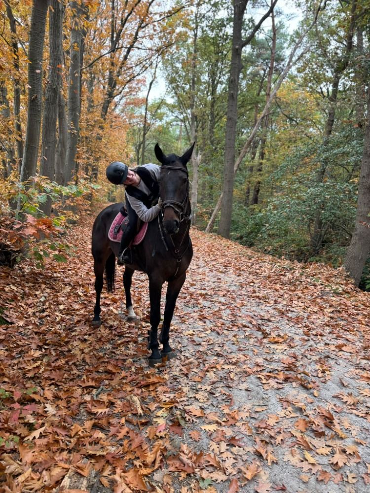 Zangersheide springpaard Ruin 6 years old Donkerbruin for sale - Photo 4