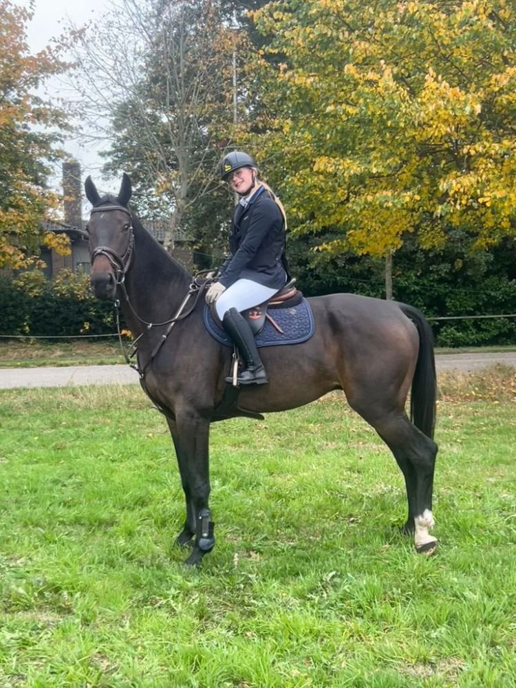 Zangersheide springpaard Ruin 6 years old Donkerbruin for sale - Main photo