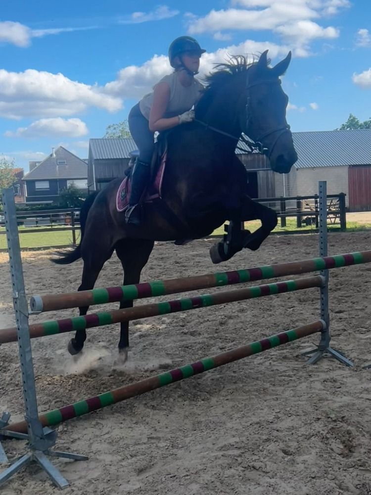 Zangersheide springpaard Ruin 6 years old Donkerbruin for sale - Photo 2