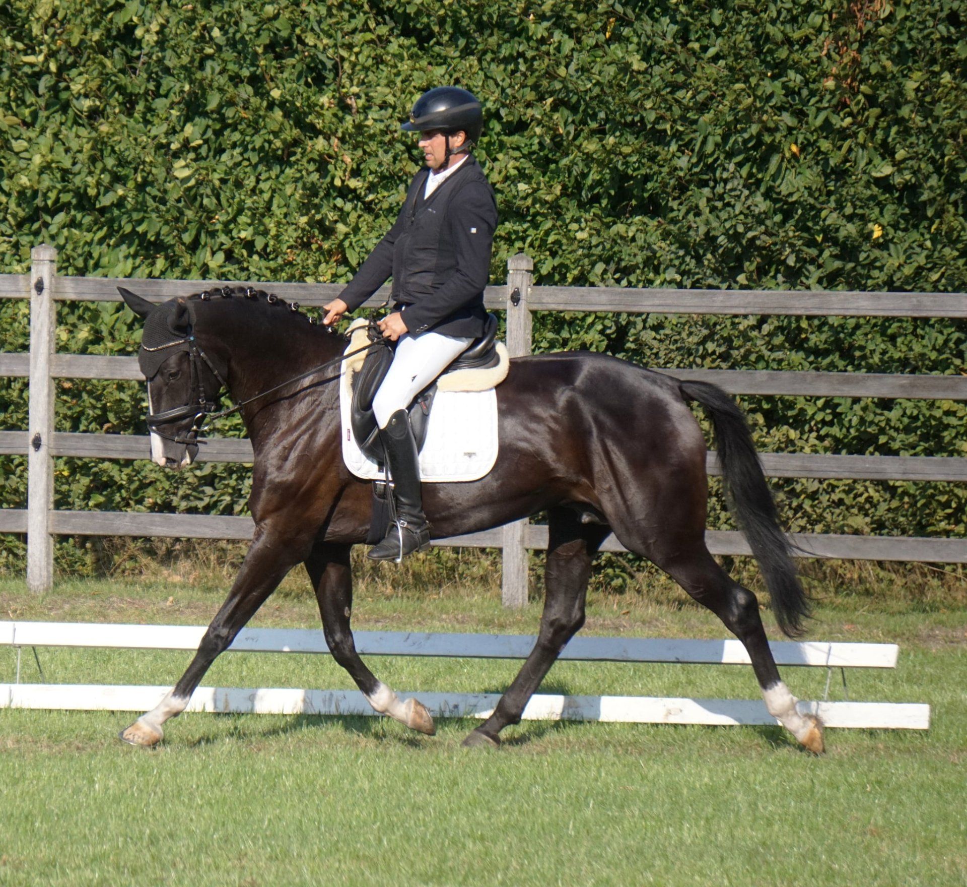 Chic 6yo dressage mare by Jameson x Toto Jr.