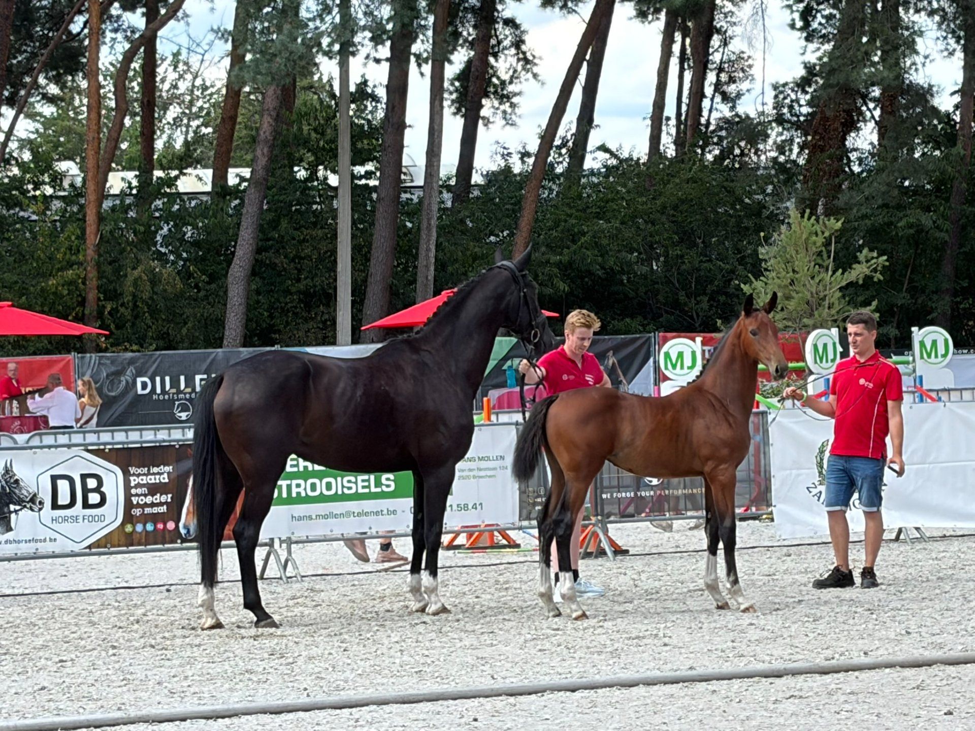 kwpn dressuurpaard merrie 6 years old zwart for sale - Photo 4