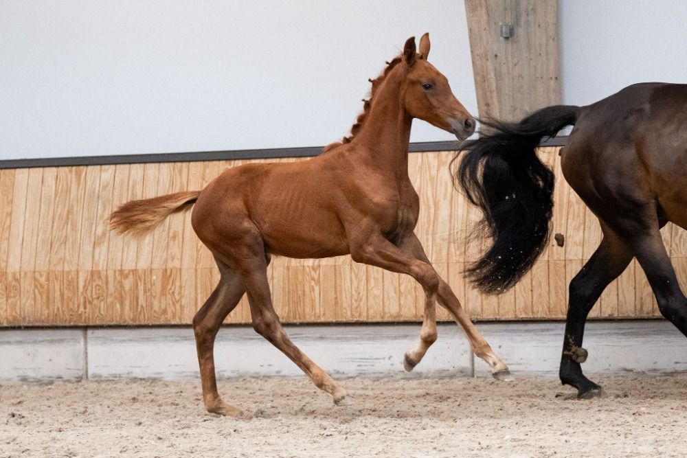 KWPN dressuurpaard Hengst te koop - Hoofdfoto