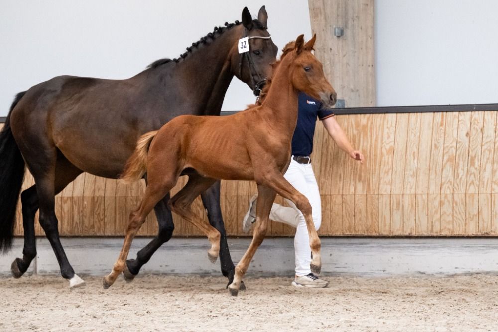 KWPN dressuurpaard Hengst te koop - Foto 2